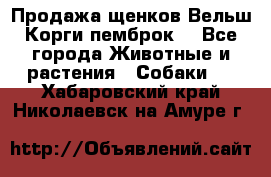 Продажа щенков Вельш Корги пемброк  - Все города Животные и растения » Собаки   . Хабаровский край,Николаевск-на-Амуре г.